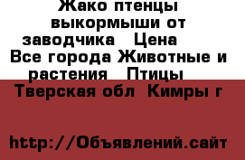 Жако птенцы выкормыши от заводчика › Цена ­ 1 - Все города Животные и растения » Птицы   . Тверская обл.,Кимры г.